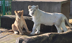 サファリパークツアー