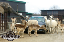 サファリパークツアー