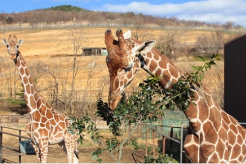 サファリパークツアー